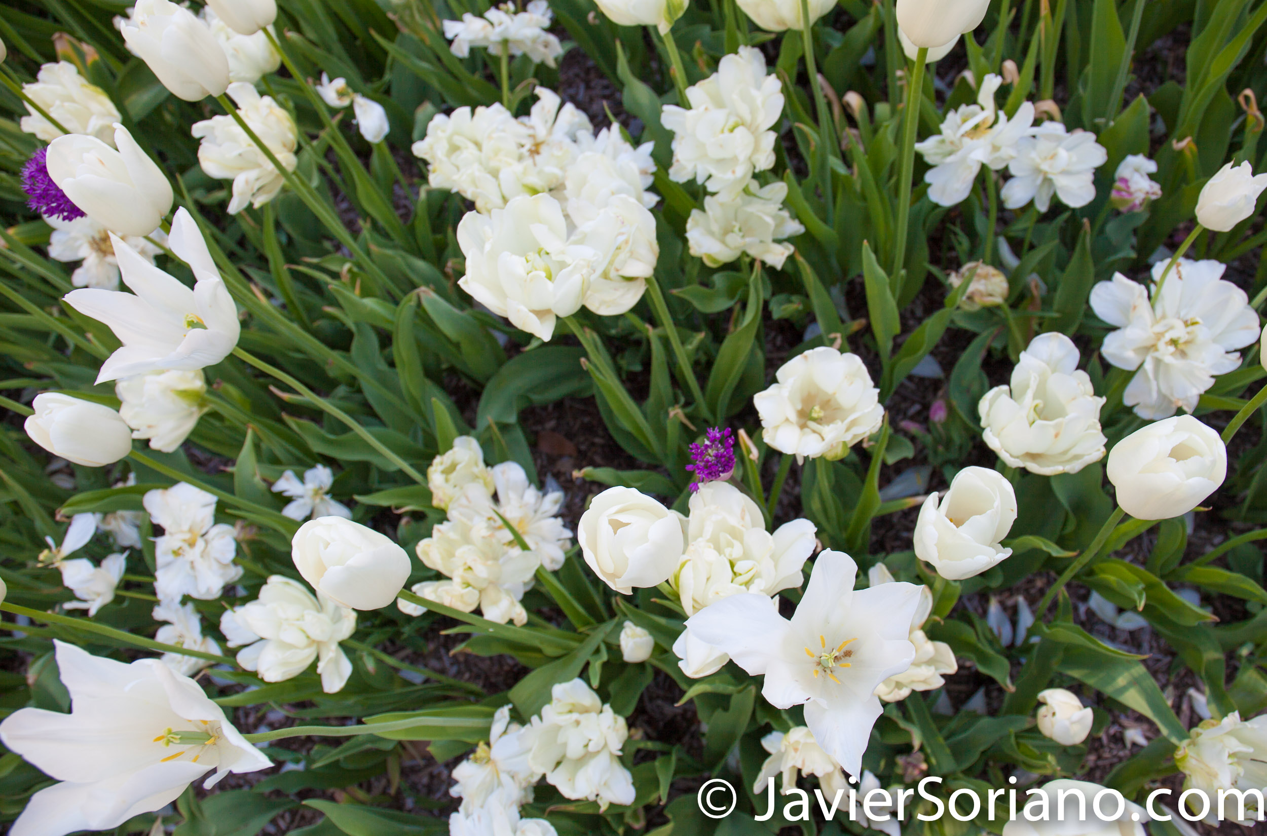 May 2, 2017 NYC - Beautiful white tulips at the Brooklyn Botanic Garden/Hermosos tulipanes blancos en el Jardín Botánico de Brooklyn. Photo by Javier Soriano/www.JavierSoriano.com