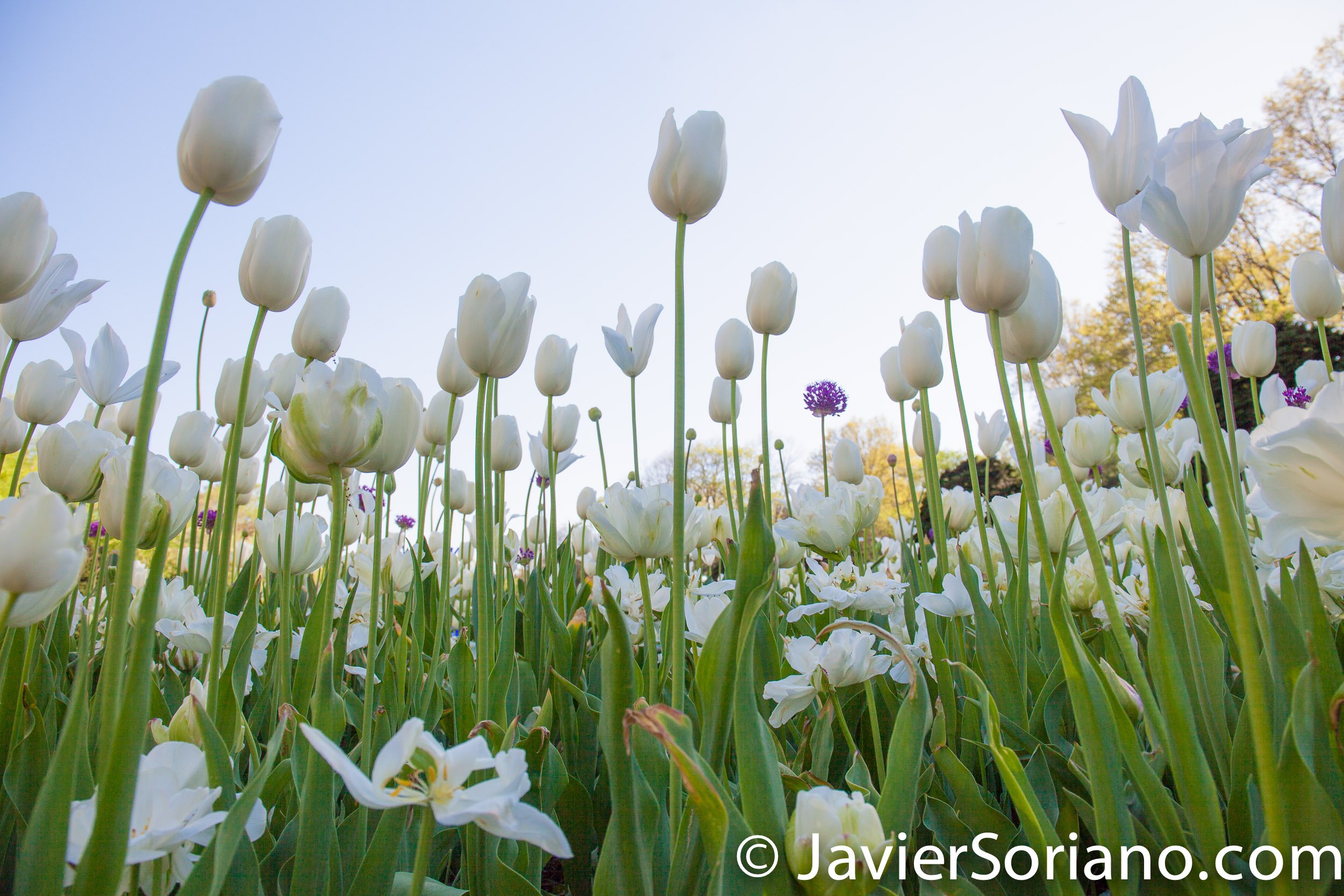 May 2, 2017 NYC - Beautiful white tulips at the Brooklyn Botanic Garden/Hermosos tulipanes blancos en el Jardín Botánico de Brooklyn. Photo by Javier Soriano/www.JavierSoriano.com