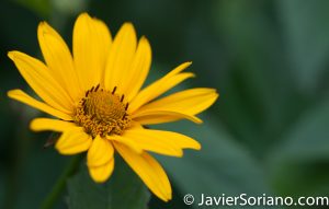 6/6/2017 NYC – Beautiful flower at the Brooklyn Botanic Garden. Hermosa flor en el Jardín Botánico de Brooklyn. Photo by Javier Soriano/www.JavierSoriano.com