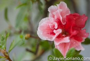 6/6/2017 NYC – Beautiful bonsai flower at the Brooklyn Botanic Garden. Hermosa flor de bonsai en el Jardín Botánico de Brooklyn. Photo by Javier Soriano/www.JavierSoriano.com