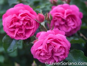 6/6/2017 NYC – Beautiful pink roses at the Brooklyn Botanic Garden. Hermosas rosas rosadas en el Jardín Botánico de Brooklyn. Photo by Javier Soriano/www.JavierSoriano.com
