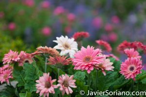 6/6/2017 NYC – Beautiful flowers at the Brooklyn Botanic Garden. Hermosas flores en el Jardín Botánico de Brooklyn. Photo by Javier Soriano/www.JavierSoriano.com