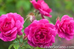 6/6/2017 NYC – Gorgeous pink roses at the Brooklyn Botanic Garden. Hermosas rosas rosadas en el Jardín Botánico de Brooklyn. Photo by Javier Soriano/www.JavierSoriano.com