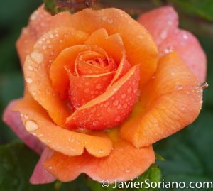 6/6/2017 NYC – A gorgeous orange rose at the Brooklyn Botanic Garden. Hermosa rosa color naranja en el Jardín Botánico de Brooklyn. Photo by Javier Soriano/www.JavierSoriano.com