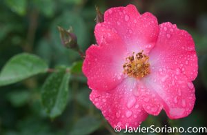 6/6/2017 NYC – A pink rose at the Brooklyn Botanic Garden. Rosa rosada en el Jardín Botánico de Brooklyn. Photo by Javier Soriano/www.JavierSoriano.com
