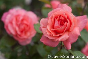 6/6/2017 NYC – Beautiful roses at the Brooklyn Botanic Garden. Hermosas rosas en el Jardín Botánico de Brooklyn. Photo by Javier Soriano/www.JavierSoriano.com