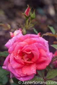 6/6/2017 NYC – A pink rose at the Brooklyn Botanic Garden. Rosa rosada en el Jardín Botánico de Brooklyn. Photo by Javier Soriano/www.JavierSoriano.com