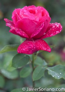 6/6/2017 NYC – A red rose at the Brooklyn Botanic Garden. Rosa roja en el Jardín Botánico de Brooklyn. Photo by Javier Soriano/www.JavierSoriano.com