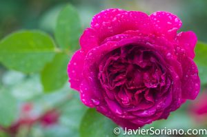 6/6/2017 NYC – A gorgeous rose at the Brooklyn Botanic Garden. Hermosa rosa en el Jardín Botánico de Brooklyn. Photo by Javier Soriano/www.JavierSoriano.com