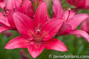 6/6/2017 NYC – Gorgeous red flowers at the Brooklyn Botanic Garden. Hermosas flores rojas en el Jardín Botánico de Brooklyn. Photo by Javier Soriano/www.JavierSoriano.com