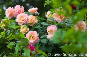 6/6/2017 NYC – Beautiful roses at the Brooklyn Botanic Garden. Hermosas rosas en el Jardín Botánico de Brooklyn. Photo by Javier Soriano/www.JavierSoriano.com