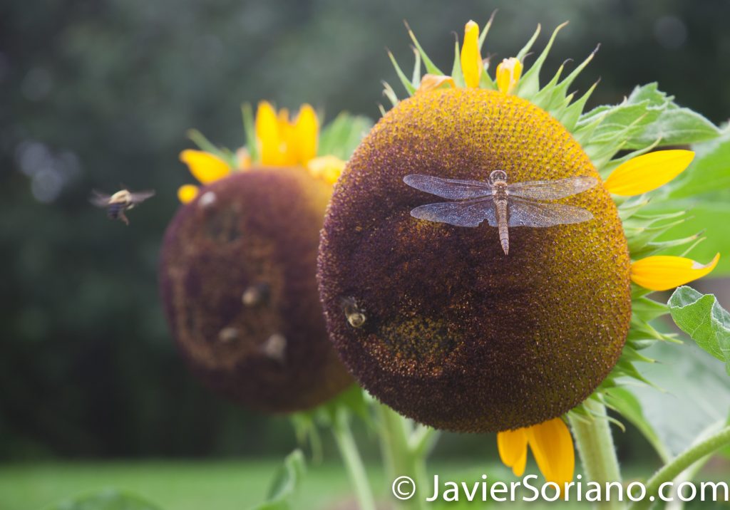 25/7/2017 NYC – Girasoles en la "Frontera Anual" del Jardín Botánico de Brooklyn. Foto por Javier Soriano/www.JavierSoriano.com
