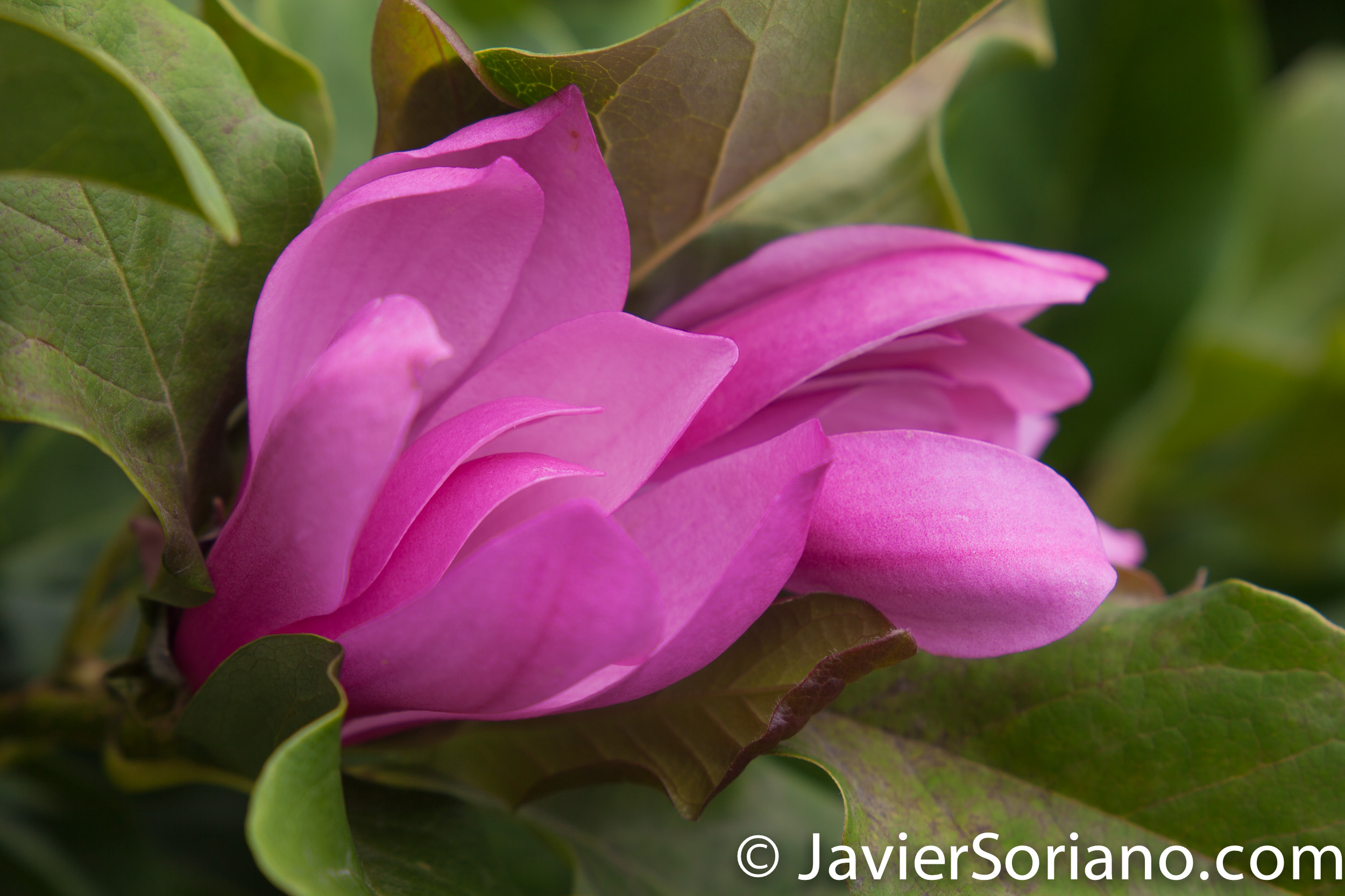 25/7/2017 Nueva York – Hermosa magnolia rosada en el Jardín Botánico de Brooklyn. Foto por Javier Soriano/www.JavierSoriano.com