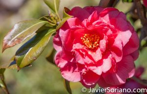 4/20/2018. New York City - Camellia Japonica Kumasaka. Brooklyn Botanic Garden. Abril 20, 2018. Ciudad de Nueva York - Jardín Botánico de Brooklyn. Photo by Javier Soriano / www.JavierSoriano.com