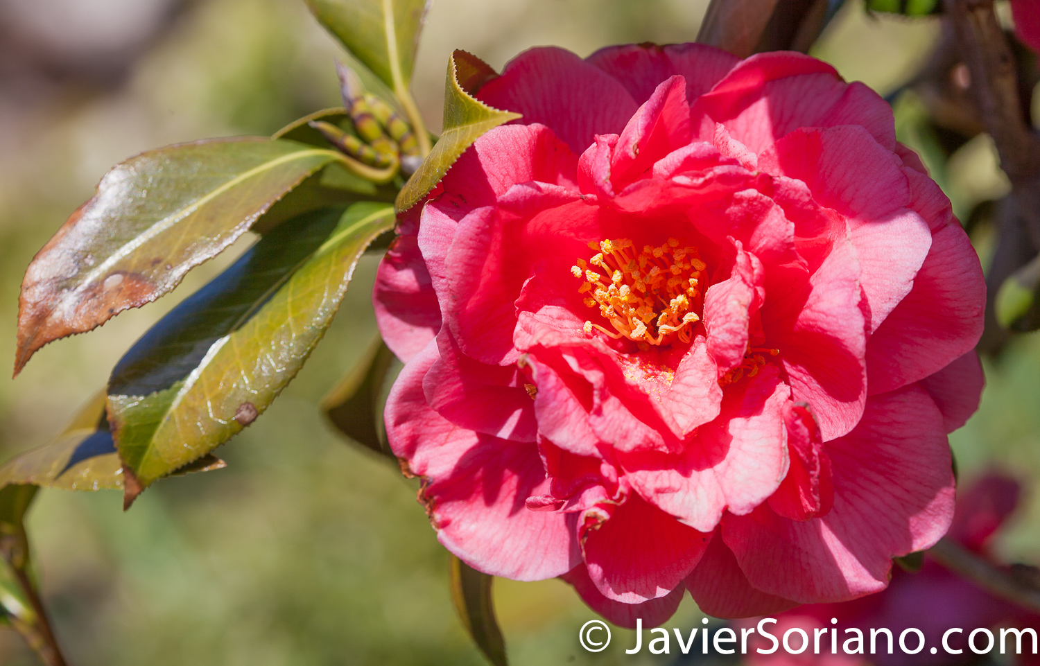 4/20/2018. New York City - Camellia Japonica Kumasaka. Brooklyn Botanic Garden. Abril 20, 2018. Ciudad de Nueva York - Jardín Botánico de Brooklyn. Photo by Javier Soriano / www.JavierSoriano.com