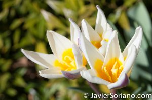 4/20/2018. New York City - Brooklyn Botanic Garden. Abril 20, 2018. Ciudad de Nueva York - Jardín Botánico de Brooklyn. Photo by Javier Soriano / www.JavierSoriano.com