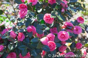 4/20/2018. New York City - Camellia Japonica Kumasaka. Brooklyn Botanic Garden. Abril 20, 2018. Ciudad de Nueva York - Jardín Botánico de Brooklyn. Photo by Javier Soriano / www.JavierSoriano.com