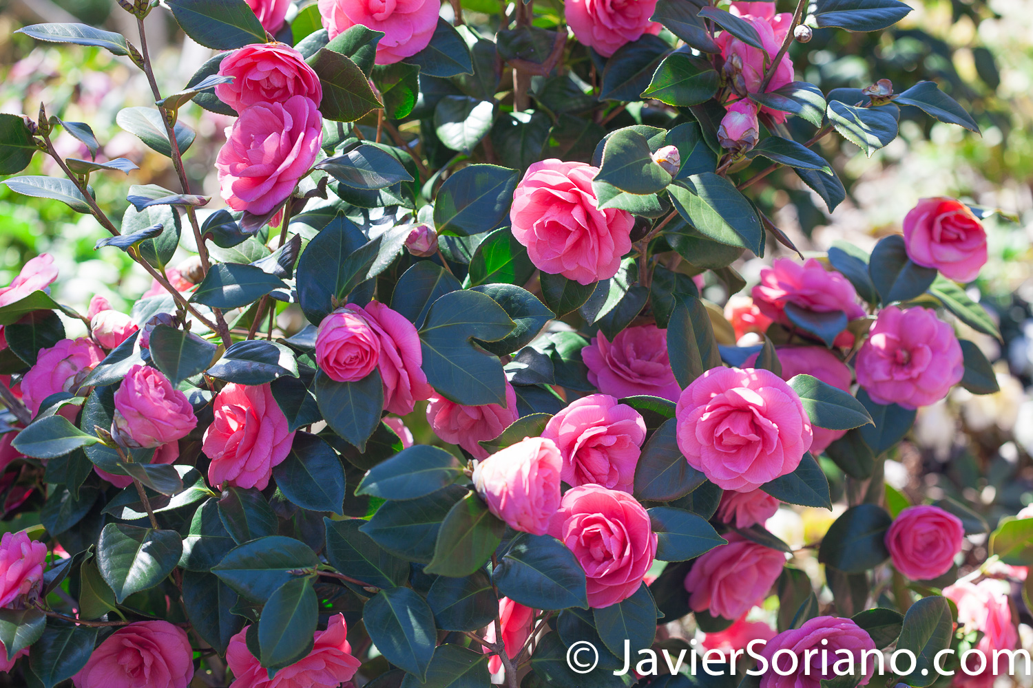 4/20/2018. New York City - Camellia Japonica Kumasaka. Brooklyn Botanic Garden. Abril 20, 2018. Ciudad de Nueva York - Jardín Botánico de Brooklyn. Photo by Javier Soriano / www.JavierSoriano.com