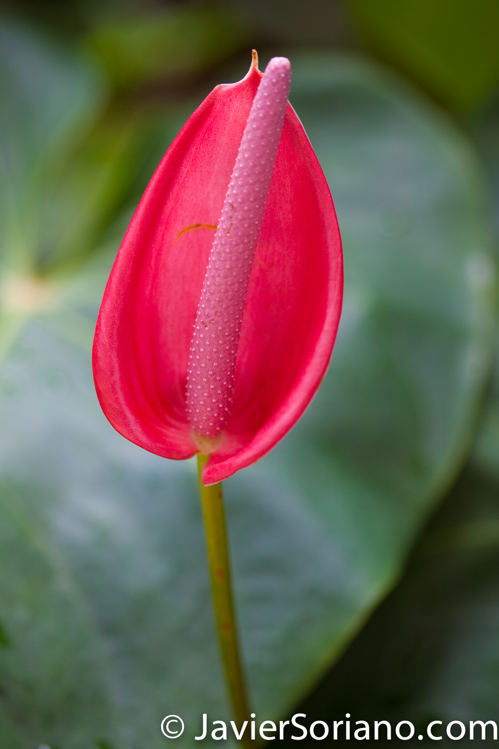 4/20/2018. New York City - Brooklyn Botanic Garden. Abril 20, 2018. Ciudad de Nueva York - Jardín Botánico de Brooklyn. Photo by Javier Soriano / www.JavierSoriano.com