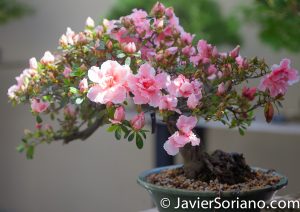 4/20/2018. New York City - Rhododendron Obtusum Amoenum. Brooklyn Botanic Garden. Abril 20, 2018. Ciudad de Nueva York - Jardín Botánico de Brooklyn. Photo by Javier Soriano / www.JavierSoriano.com