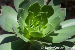 4/20/2018. New York City - Giant Houseleek. Brooklyn Botanic Garden. Abril 20, 2018. Ciudad de Nueva York - Jardín Botánico de Brooklyn. Photo by Javier Soriano / www.JavierSoriano.com