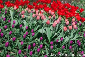 4/20/2018. New York City - Tulips. Brooklyn Botanic Garden. Abril 20, 2018. Ciudad de Nueva York - Tulipanes. Jardín Botánico de Brooklyn. Photo by Javier Soriano / www.JavierSoriano.com