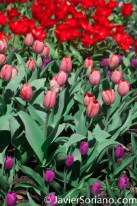 4/20/2018. New York City - Tulips. Brooklyn Botanic Garden. Abril 20, 2018. Ciudad de Nueva York - Tulipanes. Jardín Botánico de Brooklyn. Photo by Javier Soriano / www.JavierSoriano.com