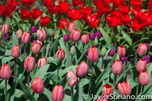 4/20/2018. New York City - Tulips. Brooklyn Botanic Garden. Abril 20, 2018. Ciudad de Nueva York - Tulipanes. Jardín Botánico de Brooklyn. Photo by Javier Soriano / www.JavierSoriano.com