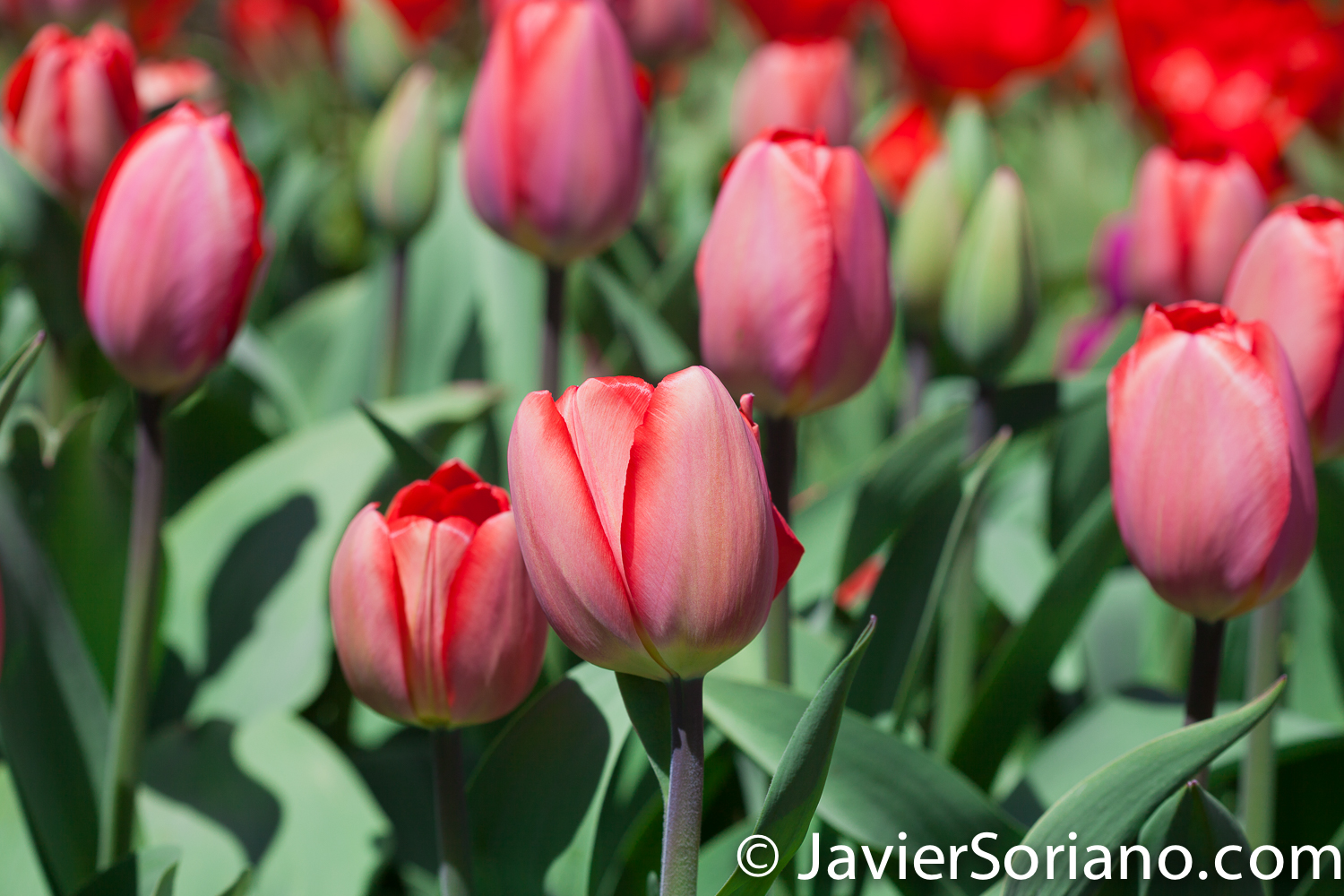 4/20/2018. New York City - Tulips. Brooklyn Botanic Garden. Abril 20, 2018. Ciudad de Nueva York - Tulipanes. Jardín Botánico de Brooklyn. Photo by Javier Soriano / www.JavierSoriano.com