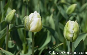 4/20/2018. New York City - Tulips. Brooklyn Botanic Garden. Abril 20, 2018. Ciudad de Nueva York - Tulipanes. Jardín Botánico de Brooklyn. Photo by Javier Soriano / www.JavierSoriano.com