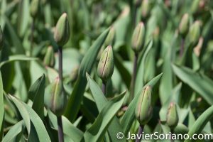 4/20/2018. New York City - Tulips. Brooklyn Botanic Garden. Abril 20, 2018. Ciudad de Nueva York - Tulipanes. Jardín Botánico de Brooklyn. Photo by Javier Soriano / www.JavierSoriano.com