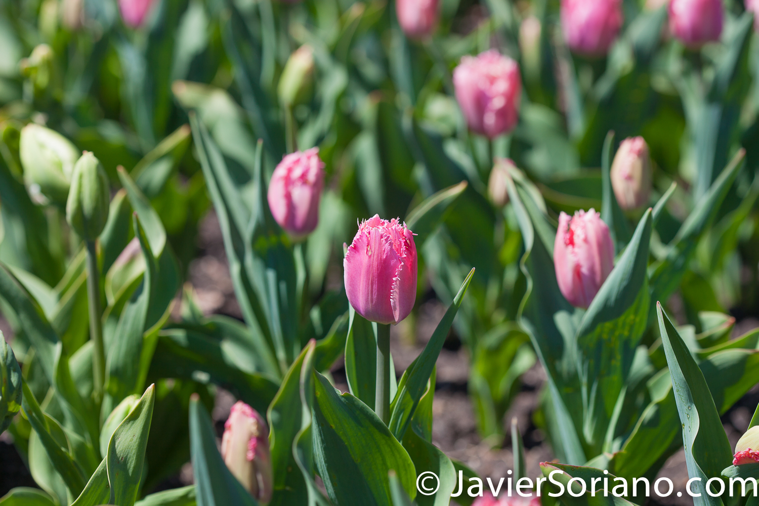4/20/2018. New York City - Tulips. Brooklyn Botanic Garden. Abril 20, 2018. Ciudad de Nueva York - Tulipanes. Jardín Botánico de Brooklyn. Photo by Javier Soriano / www.JavierSoriano.com