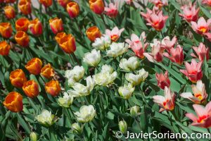 4/20/2018. New York City - Tulips. Brooklyn Botanic Garden. Abril 20, 2018. Ciudad de Nueva York - Tulipanes. Jardín Botánico de Brooklyn. Photo by Javier Soriano / www.JavierSoriano.com