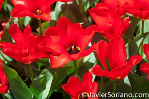 4/20/2018. New York City - Tulips. Brooklyn Botanic Garden. Abril 20, 2018. Ciudad de Nueva York - Tulipanes. Jardín Botánico de Brooklyn. Photo by Javier Soriano / www.JavierSoriano.com
