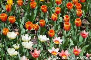 4/20/2018. New York City - Tulips. Brooklyn Botanic Garden. Abril 20, 2018. Ciudad de Nueva York - Tulipanes. Jardín Botánico de Brooklyn. Photo by Javier Soriano / www.JavierSoriano.com