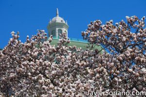 4/20/2018. New York City - Magnolias. Brooklyn Botanic Garden. Abril 20, 2018. Ciudad de Nueva York - Magnolias. Jardín Botánico de Brooklyn. Photo by Javier Soriano / www.JavierSoriano.com