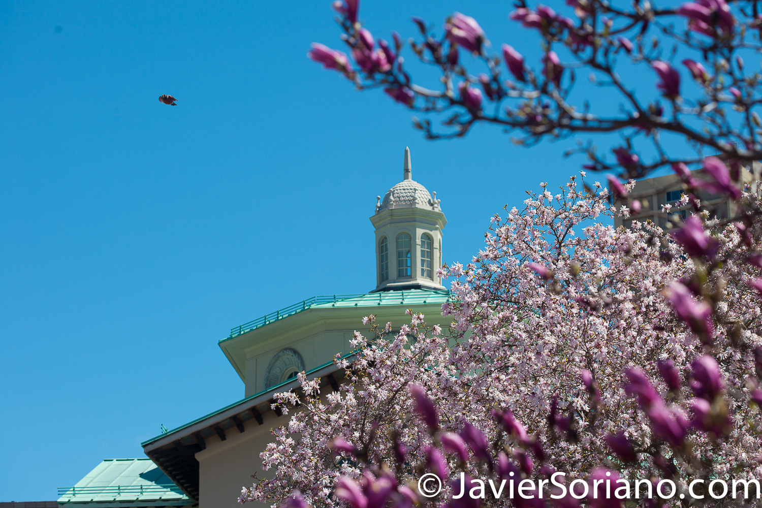 4/20/2018. New York City - Magnolias. Brooklyn Botanic Garden. Abril 20, 2018. Ciudad de Nueva York - Magnolias. Jardín Botánico de Brooklyn. Photo by Javier Soriano / www.JavierSoriano.com
