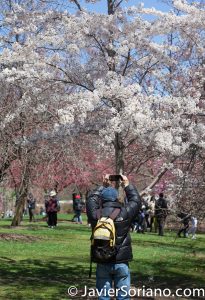 4/20/2018. New York City - Cherry blossoms. Brooklyn Botanic Garden. Abril 20, 2018. Ciudad de Nueva York - Flores de cerezo. Jardín Botánico de Brooklyn. Photo by Javier Soriano / www.JavierSoriano.com