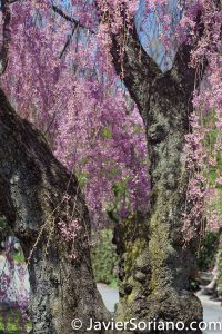 4/20/2018. New York City - Cherry blossoms. Brooklyn Botanic Garden. Abril 20, 2018. Ciudad de Nueva York - Flores de cerezo. Jardín Botánico de Brooklyn. Photo by Javier Soriano / www.JavierSoriano.com