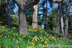 4/20/2018. New York City - Daffodil / Narcissus. Brooklyn Botanic Garden. Abril 20, 2018. Ciudad de Nueva York - Narcisos. Jardín Botánico de Brooklyn. Photo by Javier Soriano / www.JavierSoriano.com