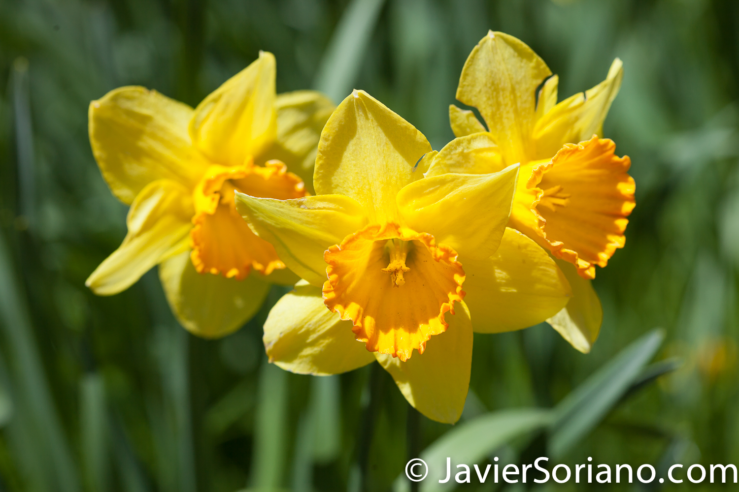4/20/2018. New York City - Daffodil / Narcissus. Brooklyn Botanic Garden. Abril 20, 2018. Ciudad de Nueva York - Narcisos. Jardín Botánico de Brooklyn. Photo by Javier Soriano / www.JavierSoriano.com