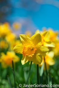 4/20/2018. New York City - Daffodil / Narcissus. Brooklyn Botanic Garden. Abril 20, 2018. Ciudad de Nueva York - Narcisos. Jardín Botánico de Brooklyn. Photo by Javier Soriano / www.JavierSoriano.com