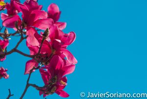 4/20/2018. New York City - Magnolias. Brooklyn Botanic Garden. Abril 20, 2018. Ciudad de Nueva York - Magnolias. Jardín Botánico de Brooklyn. Photo by Javier Soriano / www.JavierSoriano.com
