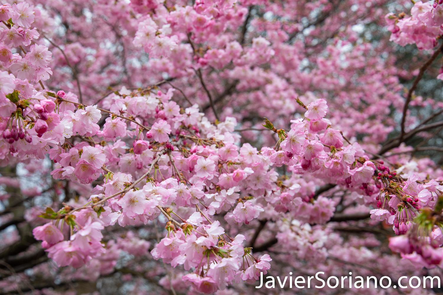March 28, 2020. New York City - Cherry blossoms. Spring during the coronavirus pandemic in New York City. Photo by Javier Soriano/www.JavierSoriano.com