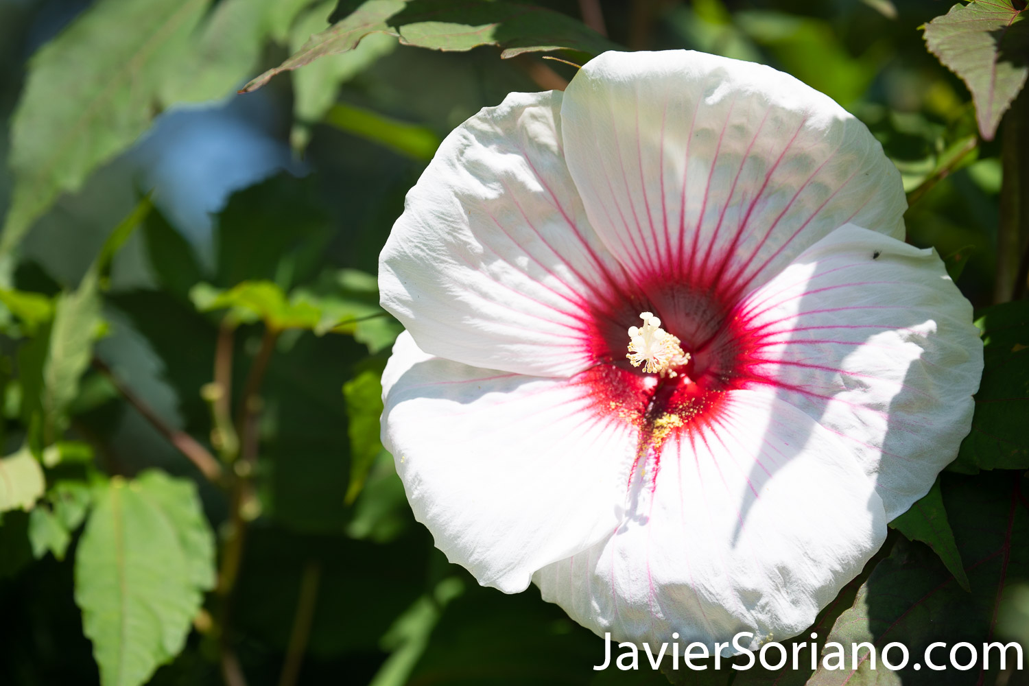 Wednesday, August 5, 2020. New York City – The New York Botanical Garden in the Bronx closed its doors when the coronavirus pandemic started in New York City. After a few months, the NYBG reopened to the public on Tuesday, July 21, 2020. Photo by Javier Soriano/www.JavierSoriano.com