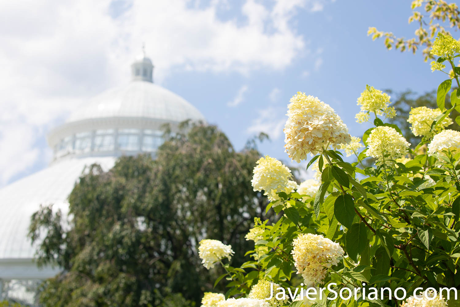 Wednesday, August 5, 2020. New York City – The New York Botanical Garden in the Bronx closed its doors when the coronavirus pandemic started in New York City. After a few months, the NYBG reopened to the public on Tuesday, July 21, 2020. Photo by Javier Soriano/www.JavierSoriano.com