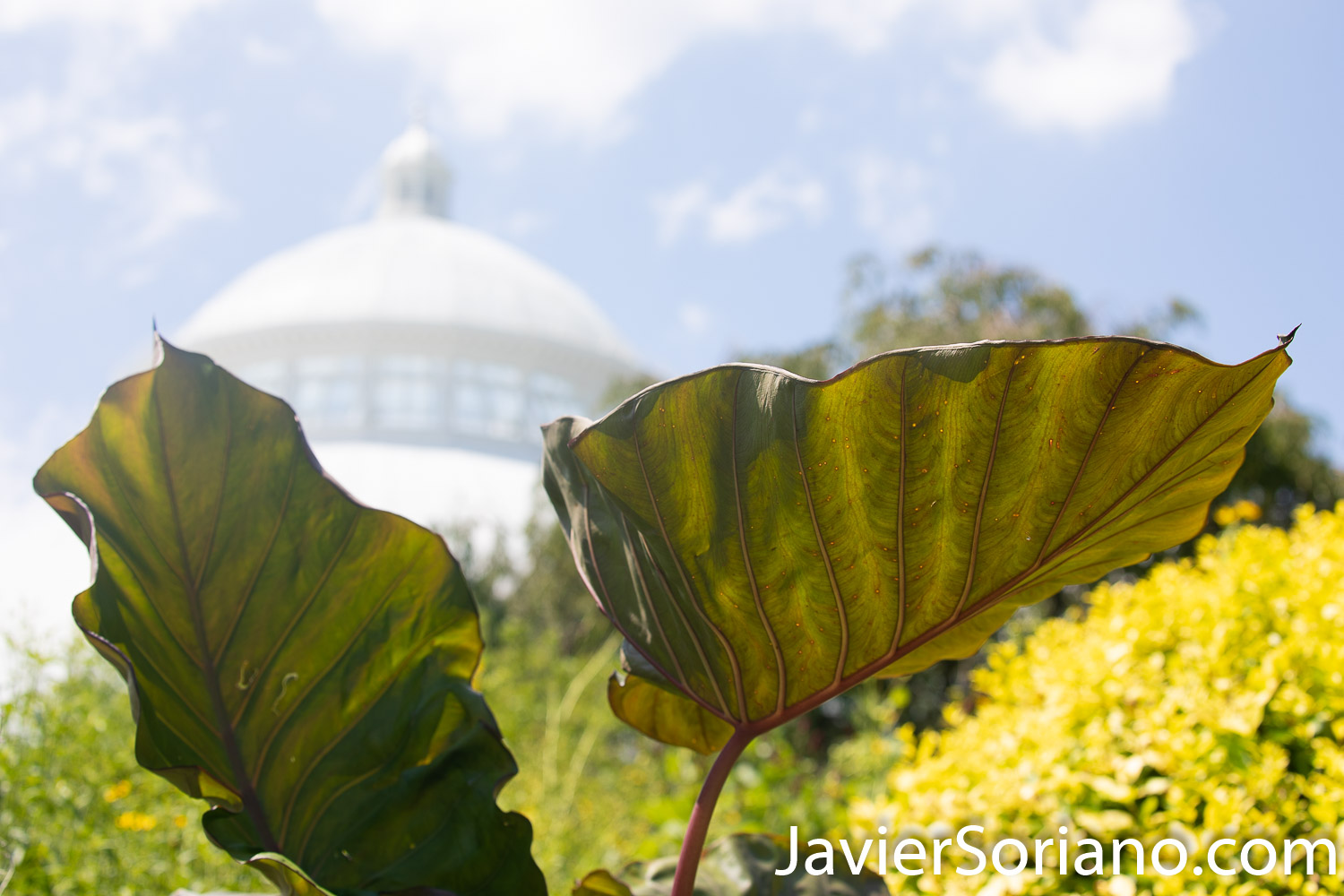 Wednesday, August 5, 2020. New York City – The New York Botanical Garden in the Bronx closed its doors when the coronavirus pandemic started in New York City. After a few months, the NYBG reopened to the public on Tuesday, July 21, 2020. Photo by Javier Soriano/www.JavierSoriano.com