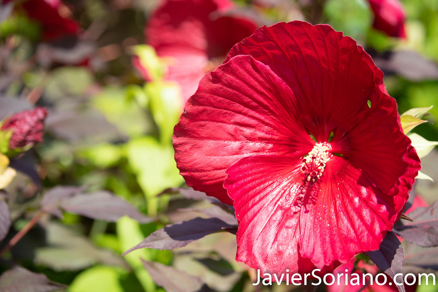Wednesday, August 5, 2020. New York City – The New York Botanical Garden in the Bronx closed its doors when the coronavirus pandemic started in New York City. After a few months, the NYBG reopened to the public on Tuesday, July 21, 2020. Photo by Javier Soriano/www.JavierSoriano.com