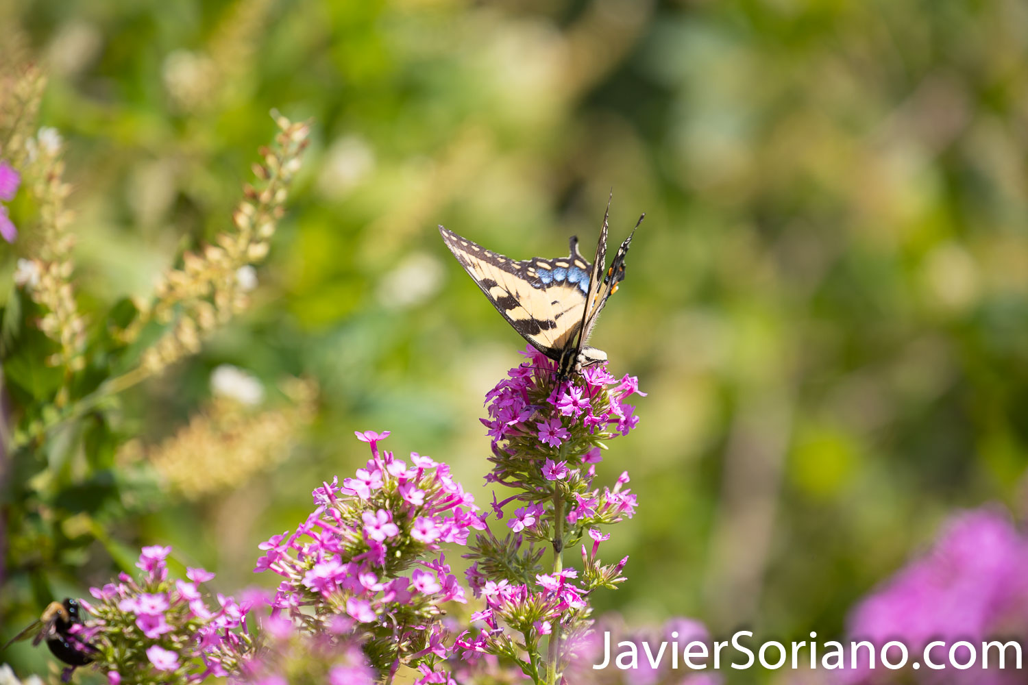 Wednesday, August 5, 2020. New York City – The New York Botanical Garden in the Bronx closed its doors when the coronavirus pandemic started in New York City. After a few months, the NYBG reopened to the public on Tuesday, July 21, 2020. Photo by Javier Soriano/www.JavierSoriano.com