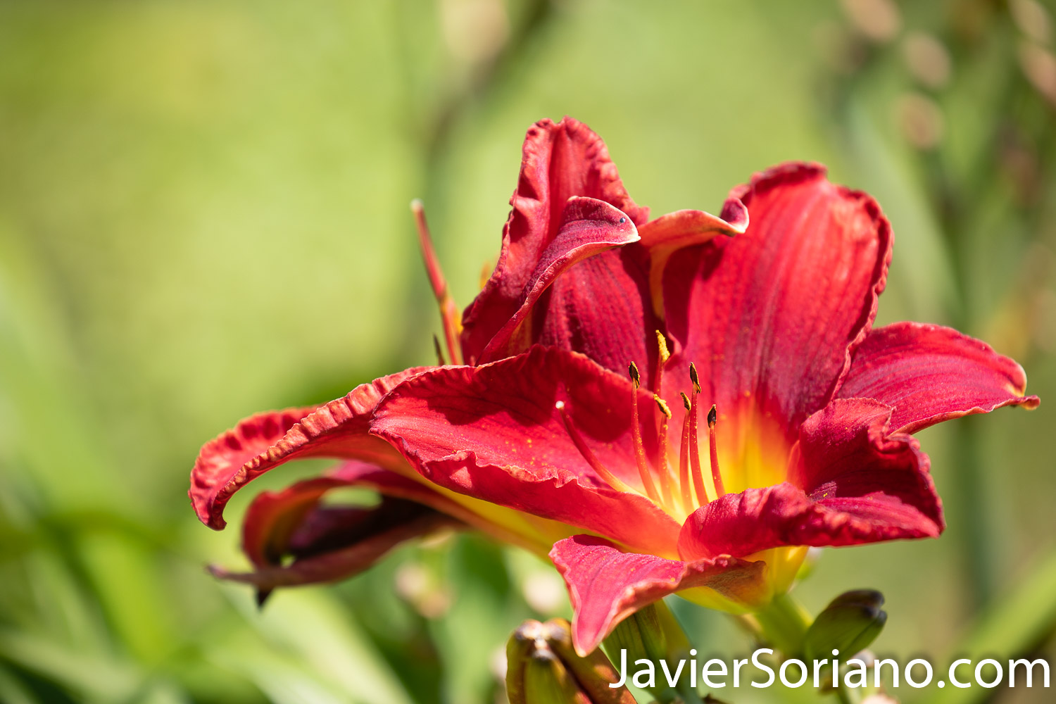 Wednesday, August 5, 2020. New York City – The New York Botanical Garden in the Bronx closed its doors when the coronavirus pandemic started in New York City. After a few months, the NYBG reopened to the public on Tuesday, July 21, 2020. Photo by Javier Soriano/www.JavierSoriano.com